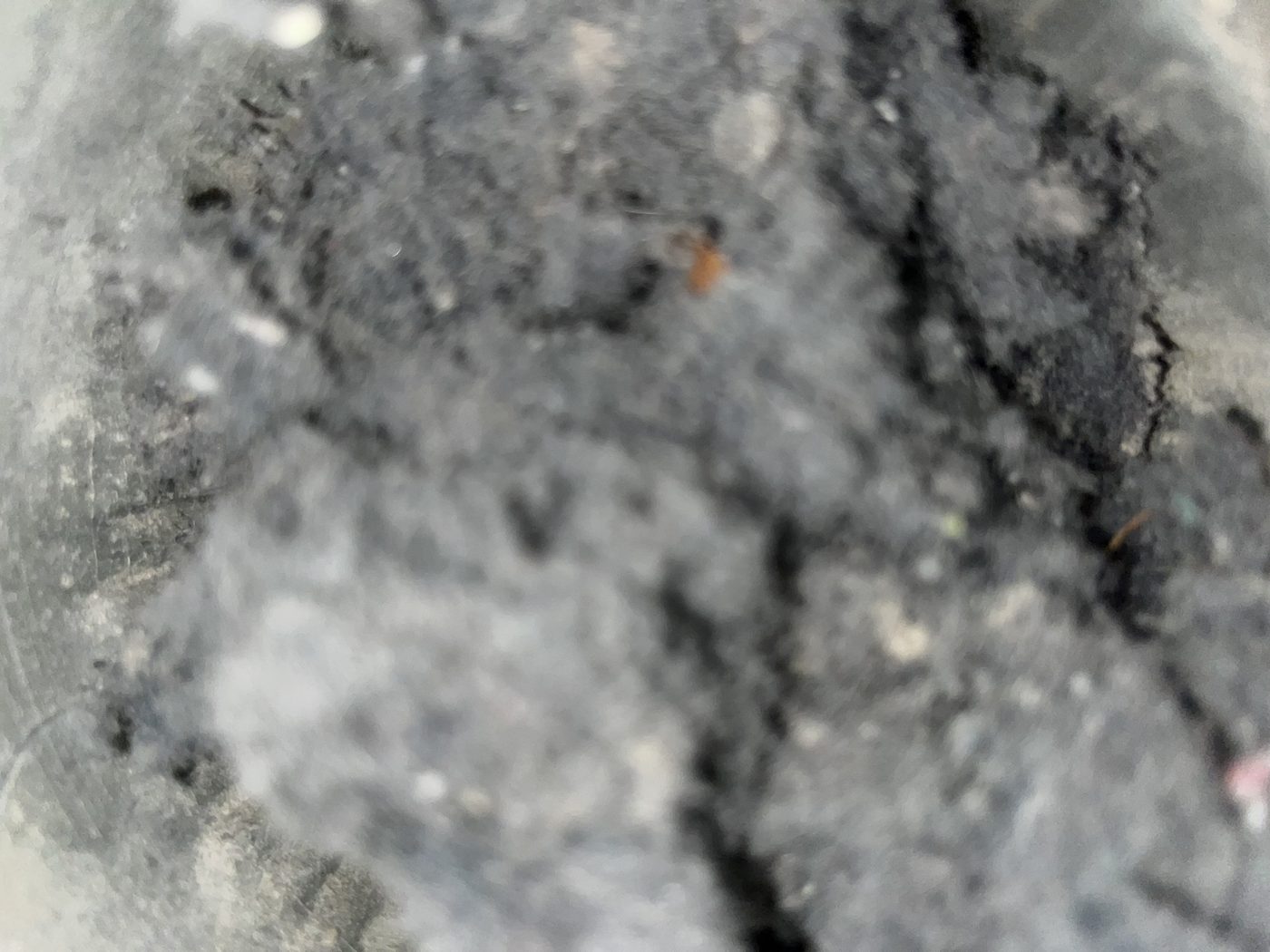 Lint buildup in dryer vent